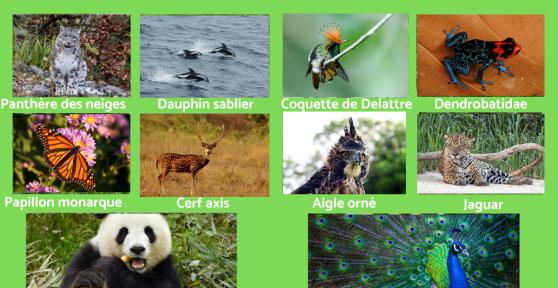 Les plus beaux animaux du monde