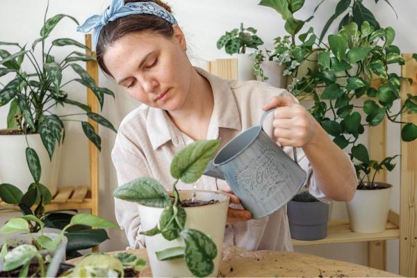 Entretien d'un Pothos tacheté (Scindapsus pictus) : bouture et feuilles enroulées - Arrosage du Scindapsus pictus 