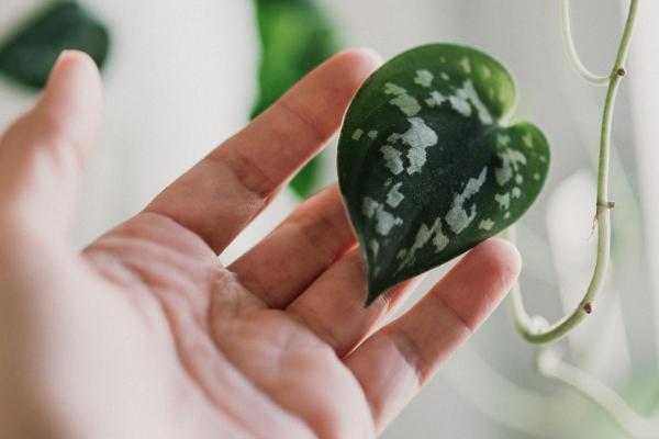 Entretien d'un Pothos tacheté (Scindapsus pictus) : bouture et feuilles enroulées - Caractéristiques du Scindapsus pictus 