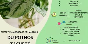 Entretien d'un Pothos tacheté (Scindapsus pictus) : bouture et feuilles enroulées