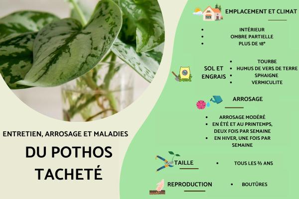 Entretien d'un Pothos tacheté (Scindapsus pictus) : bouture et feuilles enroulées