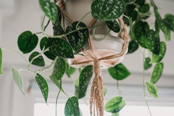 Entretien d'un Pothos tacheté (Scindapsus pictus) : bouture et feuilles enroulées - Lumière, température et emplacement pour un pothos tacheté (Scindapsus pictus)