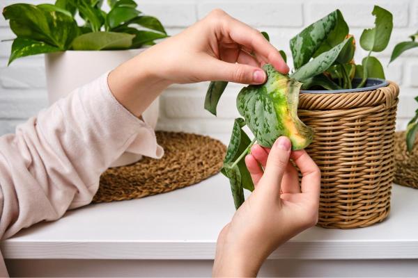 Entretien d'un Pothos tacheté (Scindapsus pictus) : bouture et feuilles enroulées - Maladies et ravageurs du Scindapsus pictus