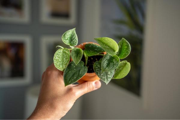 Entretien d'un Pothos tacheté (Scindapsus pictus) : bouture et feuilles enroulées - Reproduction du Scindapsus pictus 