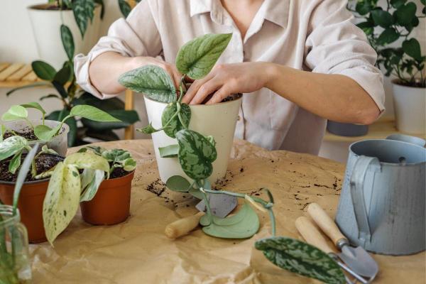 Entretien d'un Pothos tacheté (Scindapsus pictus) : bouture et feuilles enroulées - Substrat pour Scindapsus pictus et sa fertilisation