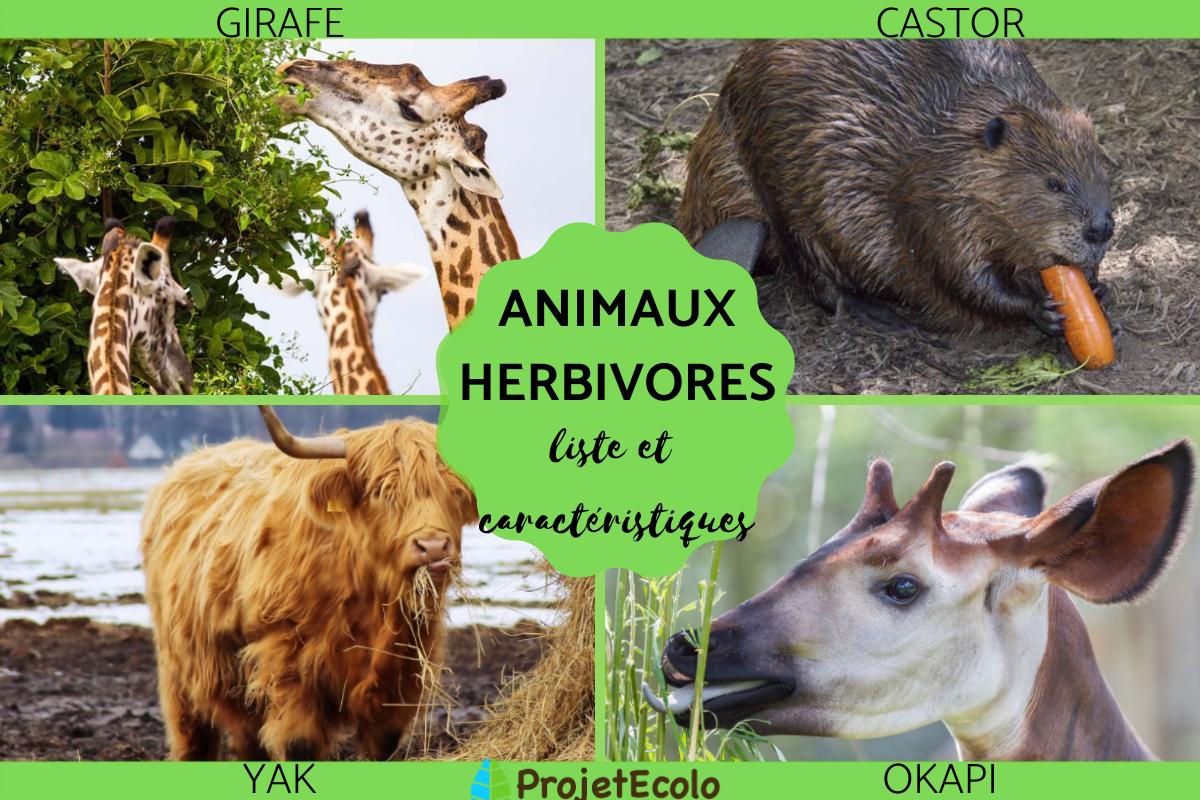 Animaux herbivores : liste et caractéristiques