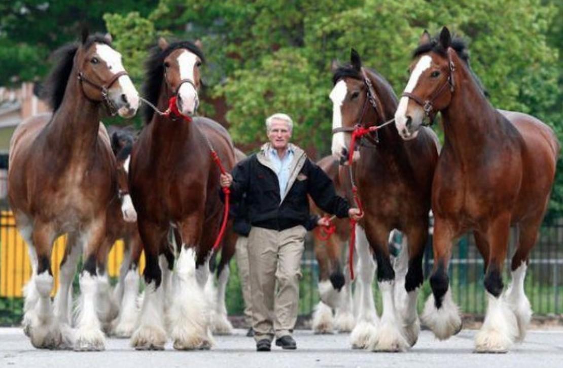 LE PLUS GRAND CHEVAL DU MONDE TOP 10 des PLUS GRANDES RACES DE CHEVAL avec PHOTOS LE PLUS GRAND CHEVAL DU MONDE TOP 10 des PLUS GRANDES RACES DE CHEVAL avec PHOTOS