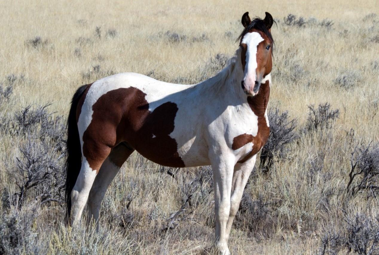 LE PLUS GRAND CHEVAL DU MONDE TOP 10 des PLUS GRANDES RACES DE CHEVAL avec PHOTOS LE PLUS GRAND CHEVAL DU MONDE TOP 10 des PLUS GRANDES RACES DE CHEVAL avec PHOTOS