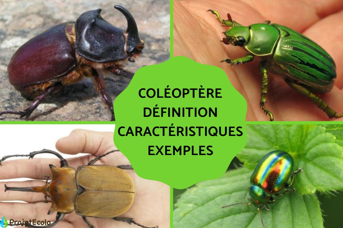 Coléoptères : définition, caractéristiques et exemples