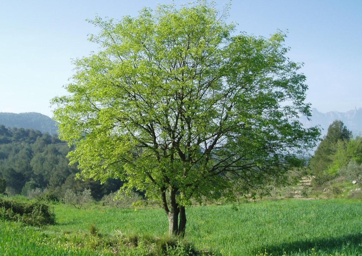 Le micocoulier - Plantation et entretien