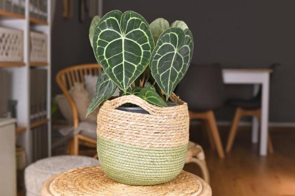 Plante Sauvage Feuille En Forme De Coeur Journal Actuel