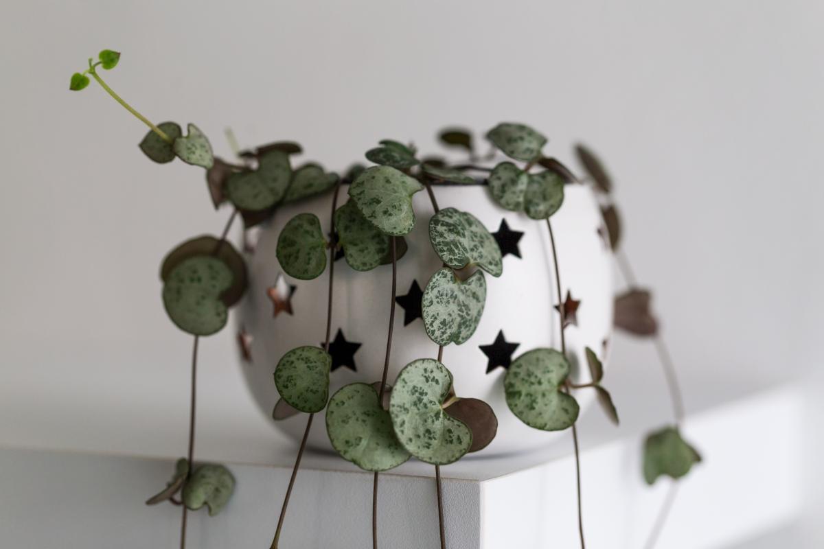 10 Plantes avec feuilles en forme de cœur - NOMS et PHOTOS