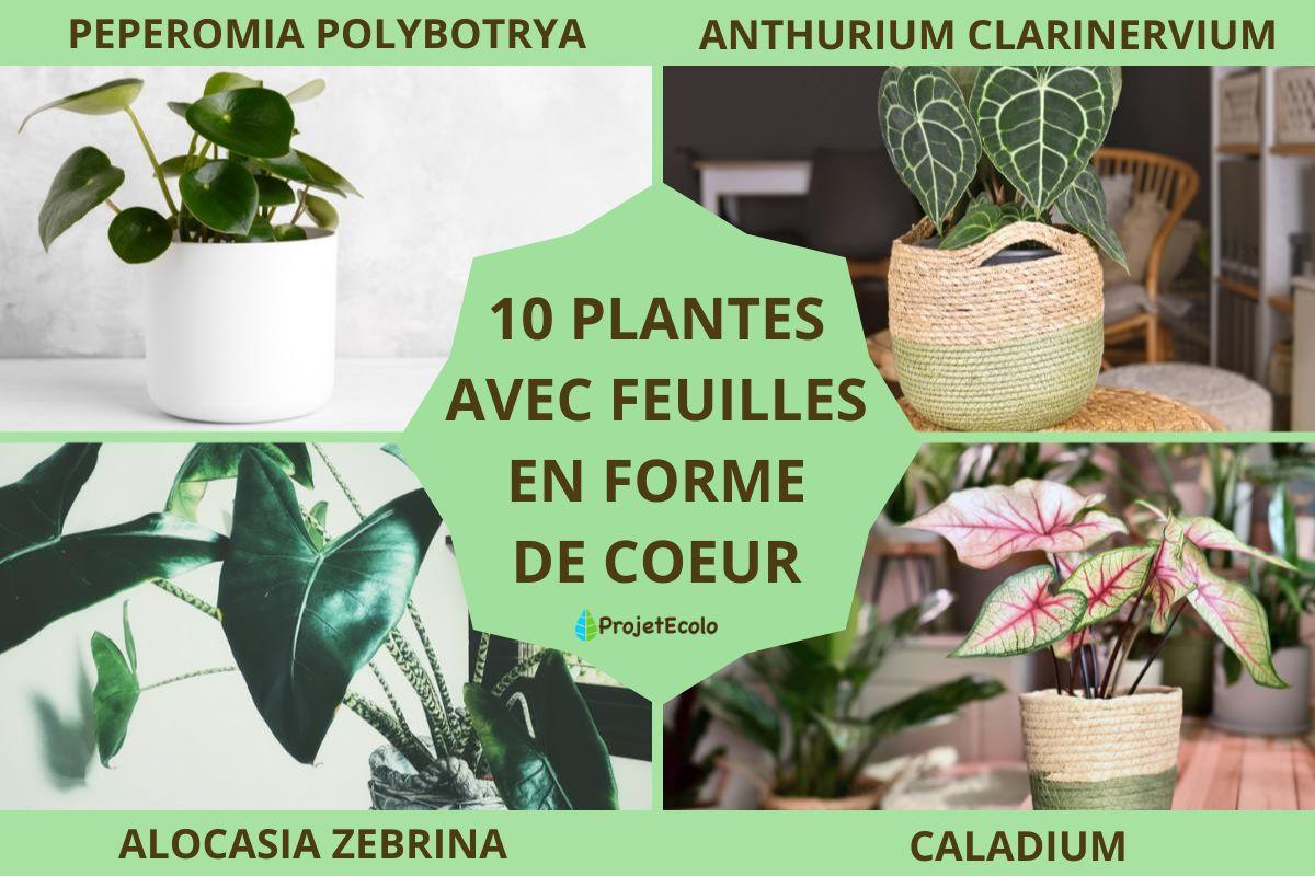 Plantes avec feuilles en forme de cœur