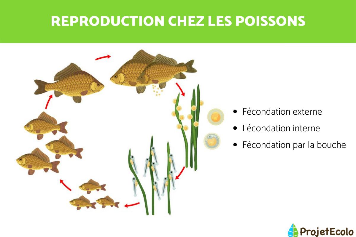 Comment les poissons se reproduisent-ils ?