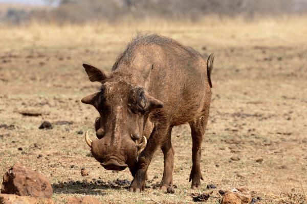 Suidés : définition, caractéristiques et liste - Phacochère de Somalie ou Phacochoerus aethiopicus