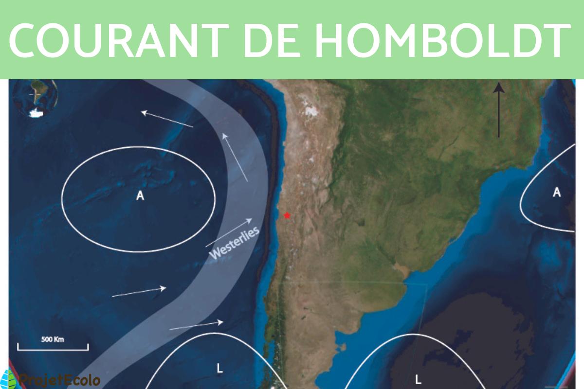 Courant de Humboldt : définition, causes, conséquences et carte