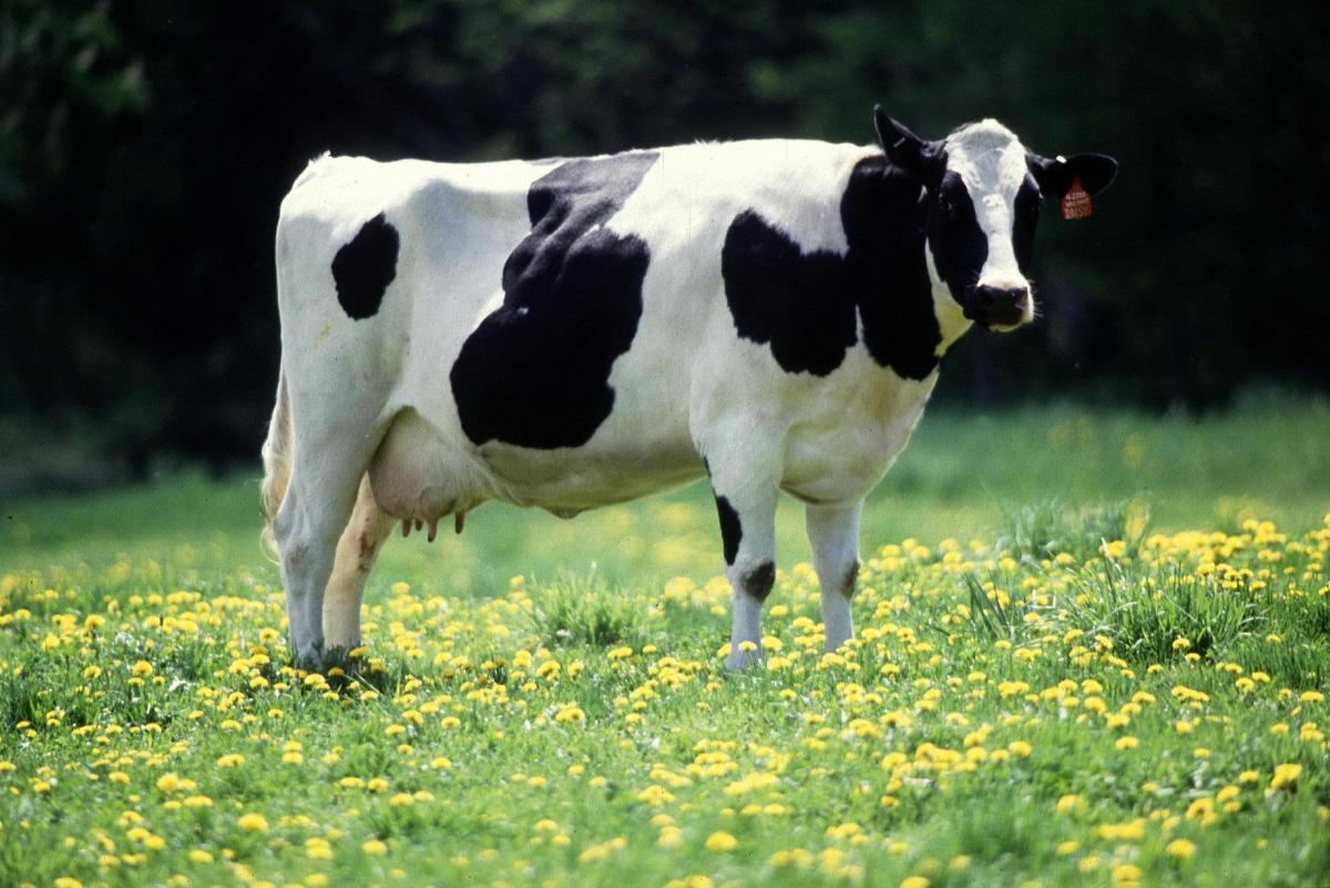 Animaux de la campagne