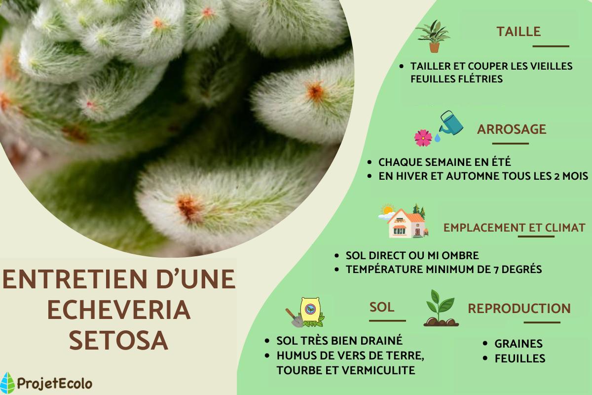 Echeveria setosa : entretien et bouture
