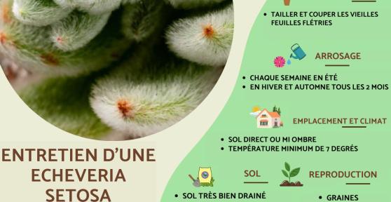 Echeveria setosa : entretien et bouture