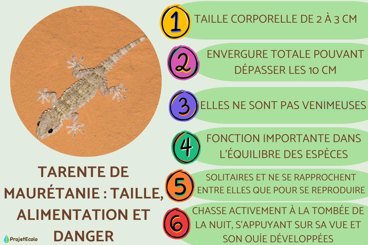 Tarente de Maurétanie : taille, alimentation et danger
