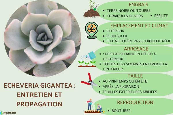 Echeveria gigantea : entretien et propagation