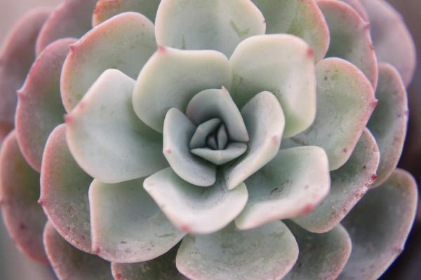Echeveria gigantea : entretien et propagation - Engrais pour l'Echeveria gigantea