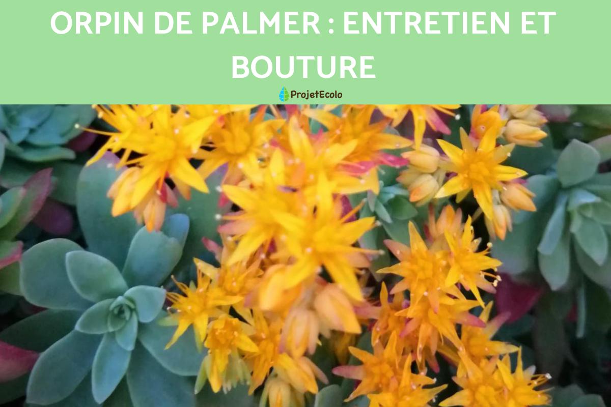 Orpin de Palmer : entretien et bouture