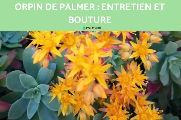 Orpin de Palmer : entretien et bouture