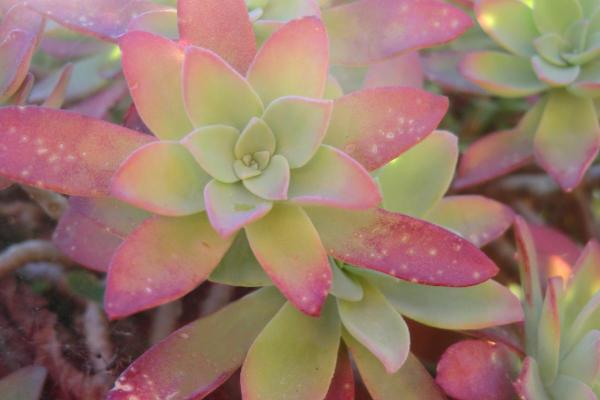 Orpin de Palmer : entretien et bouture - Taille du Sedum palmeri