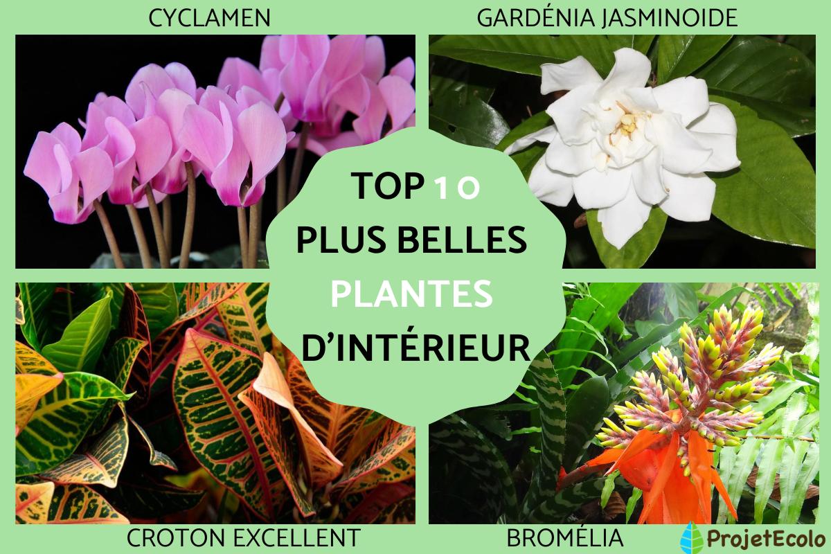 Les plus belles plantes d'intérieur