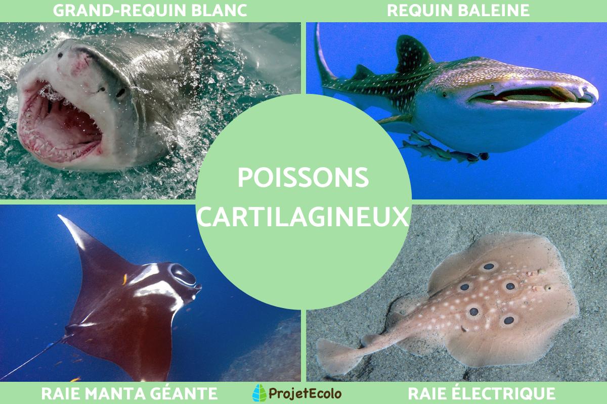 Poissons cartilagineux : caractéristiques et exemples