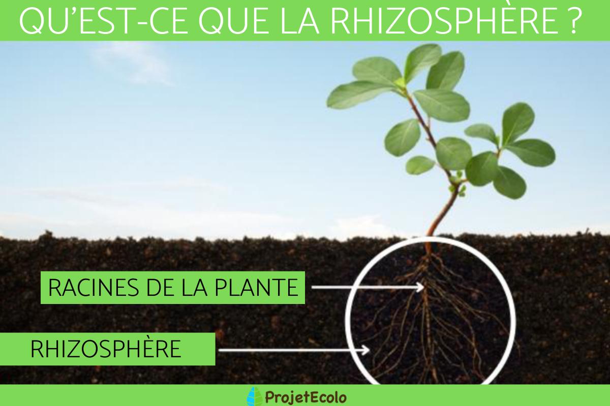 Rhizosphère : Définition, composition et importance