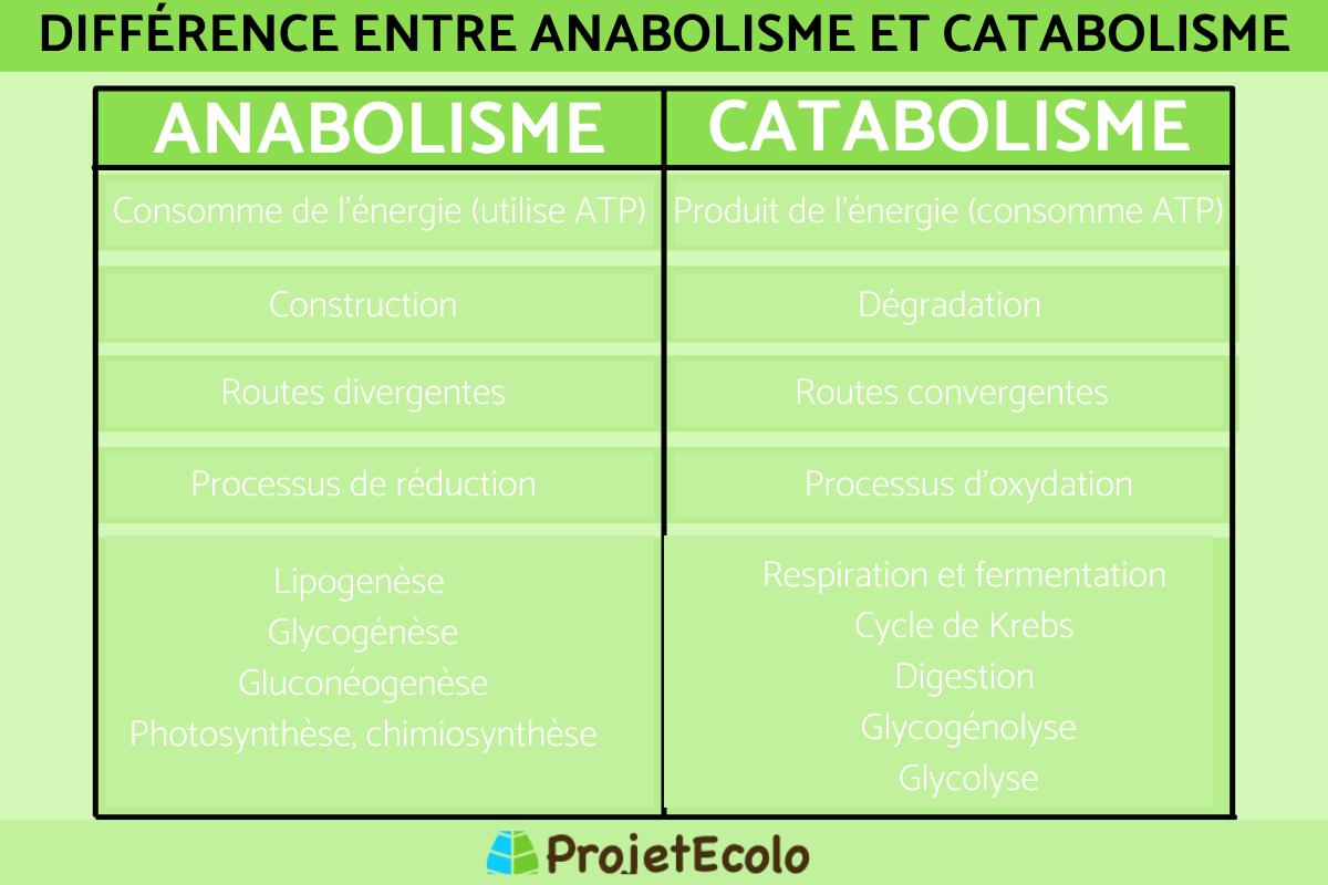 Anabolisme et catabolisme : Définition et différences