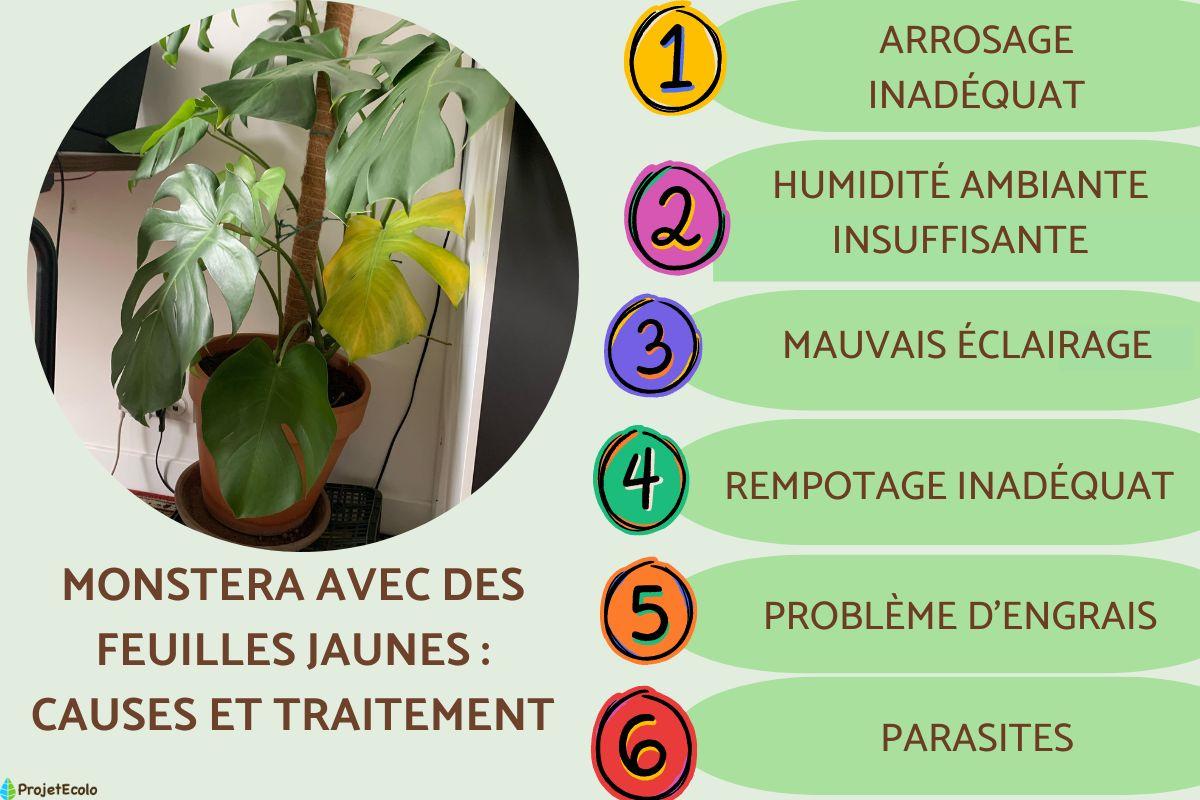 Monstera avec des feuilles jaunes : causes et traitement - Jaunissement des  feuilles