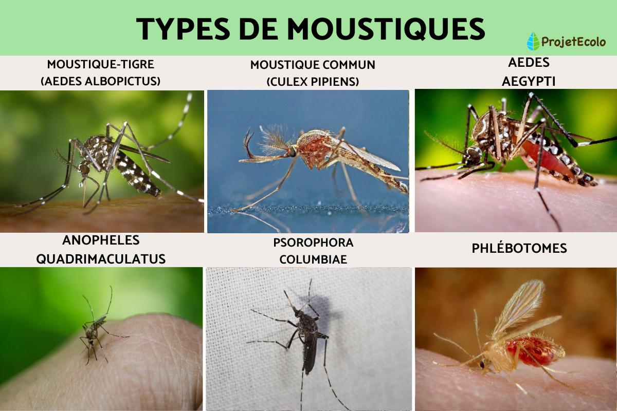 Types de moustiques