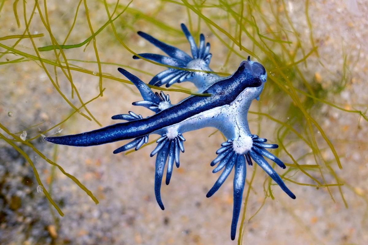 Dragon bleu des mers ou Glaucus atlanticus : taille, alimentation et danger