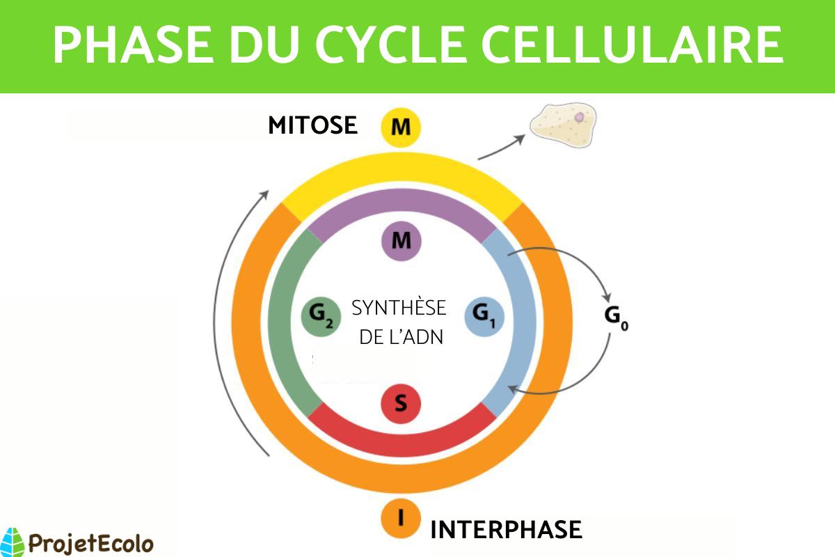 Phases du cycle cellulaire - Définition et schéma