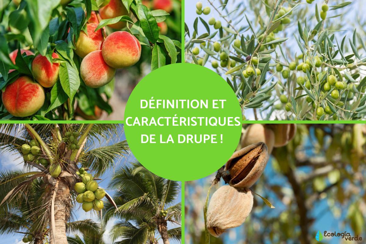 Drupe : Définition et caractéristiques