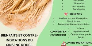 Ginseng rouge coréen (Panax ginseng) : bienfaits et contre-indications