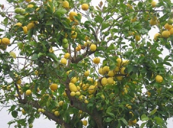 Entretien d'un citronnier - Caractéristiques du citronnier
