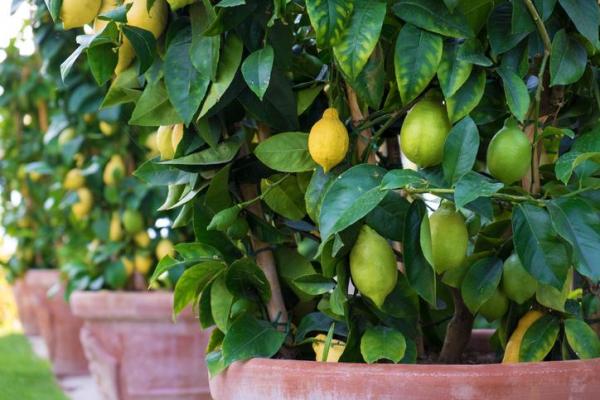 Entretien d'un citronnier - Climat pour un citronnier