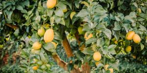 Entretien d'un citronnier
