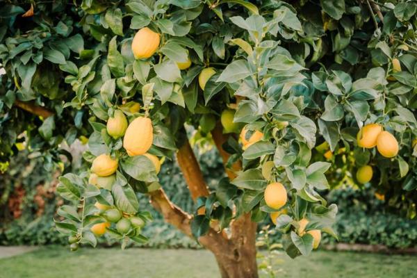 Entretien d'un citronnier