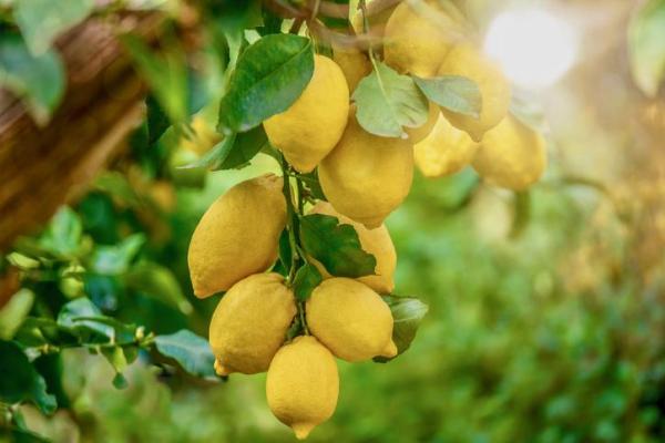 Entretien d'un citronnier - Sol et engrais pour un citronnier