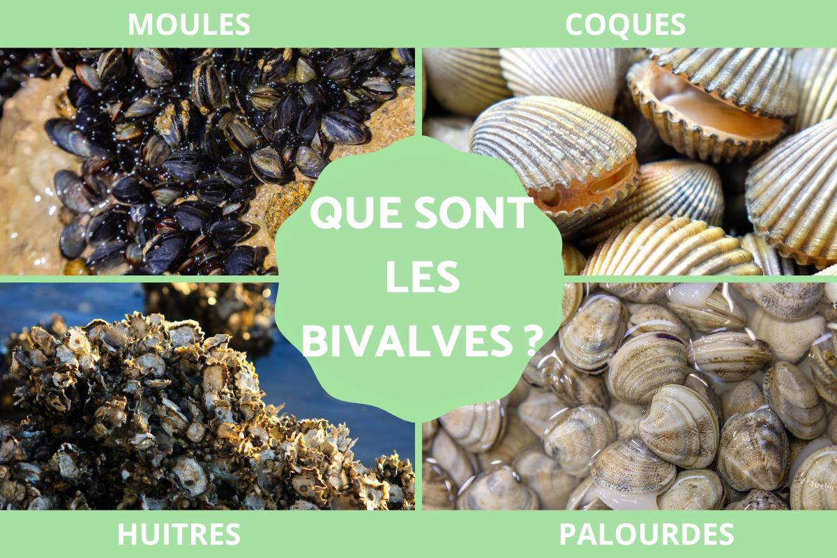 Bivalves Définition Caractéristiques Et Exemples