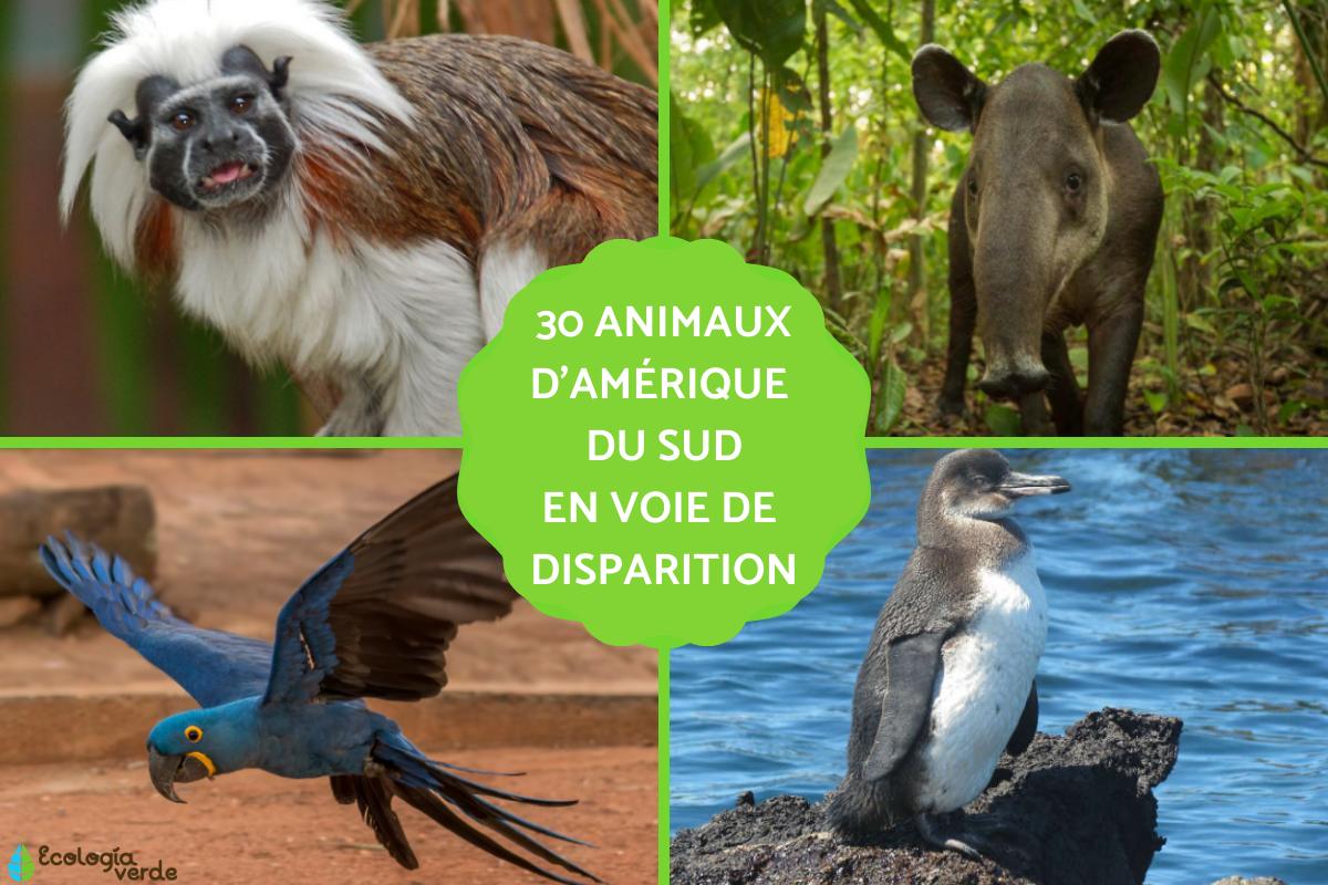 Animaux d'Amérique du Sud en voie de disparition