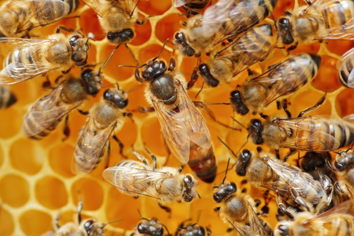 La reine des abeilles : Taille, naissance et durée de vie