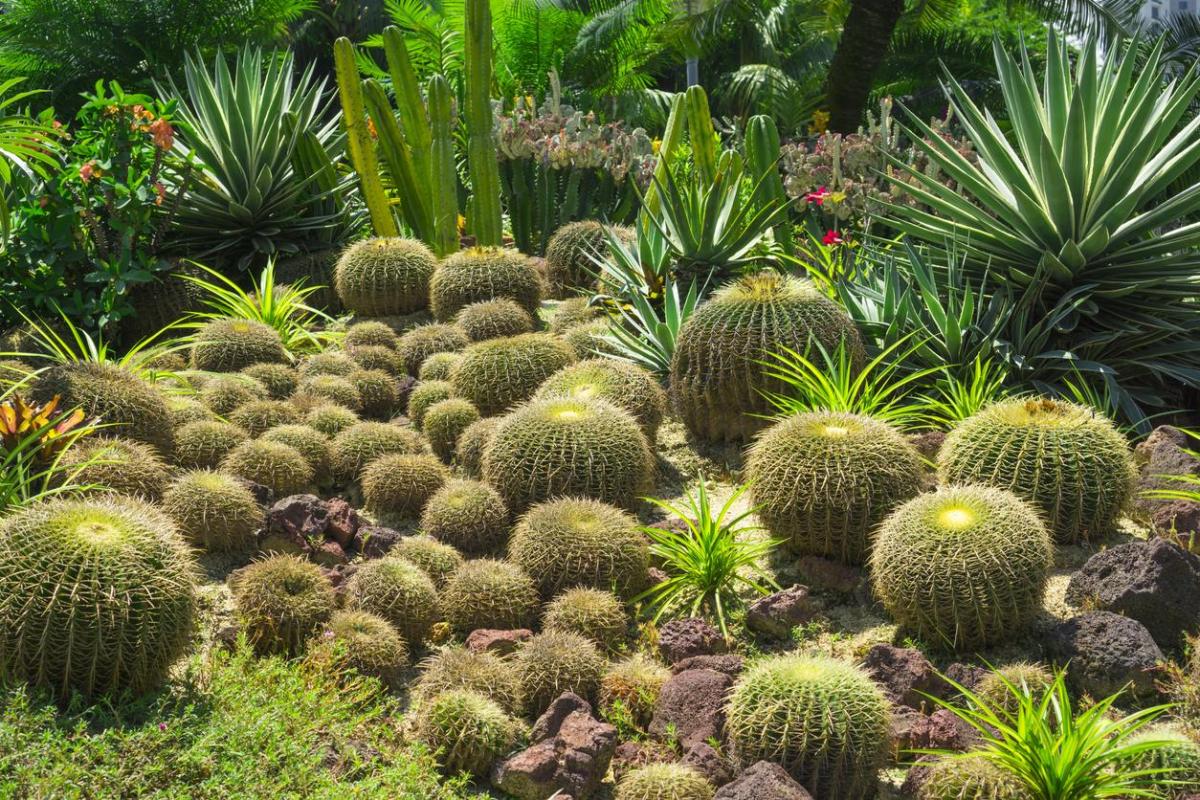 Xéropaysagisme : Définition et plantes