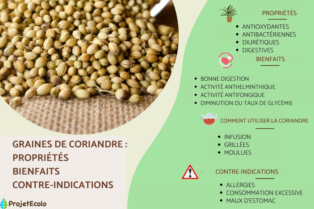 Graines de coriandre : propriétés, bienfaits et contre-indications