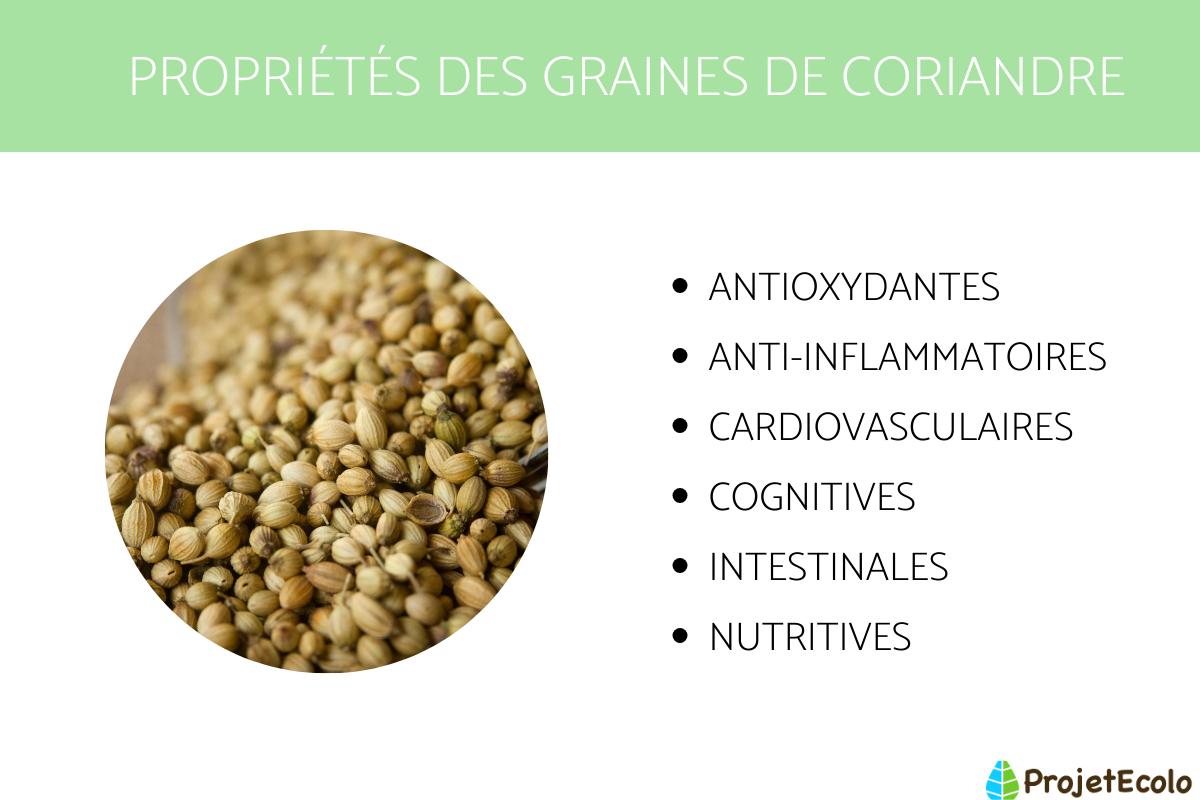 GRAINES CORIANDRE : PROPRIÉTÉS, BIENFAITS et CONTRE-INDICATIONS